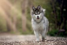 Thomas DEROISSART - SPARCK PHOTOGRAPHIE