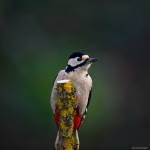 Julien SESIA - Julien-Sésia-Photographie©